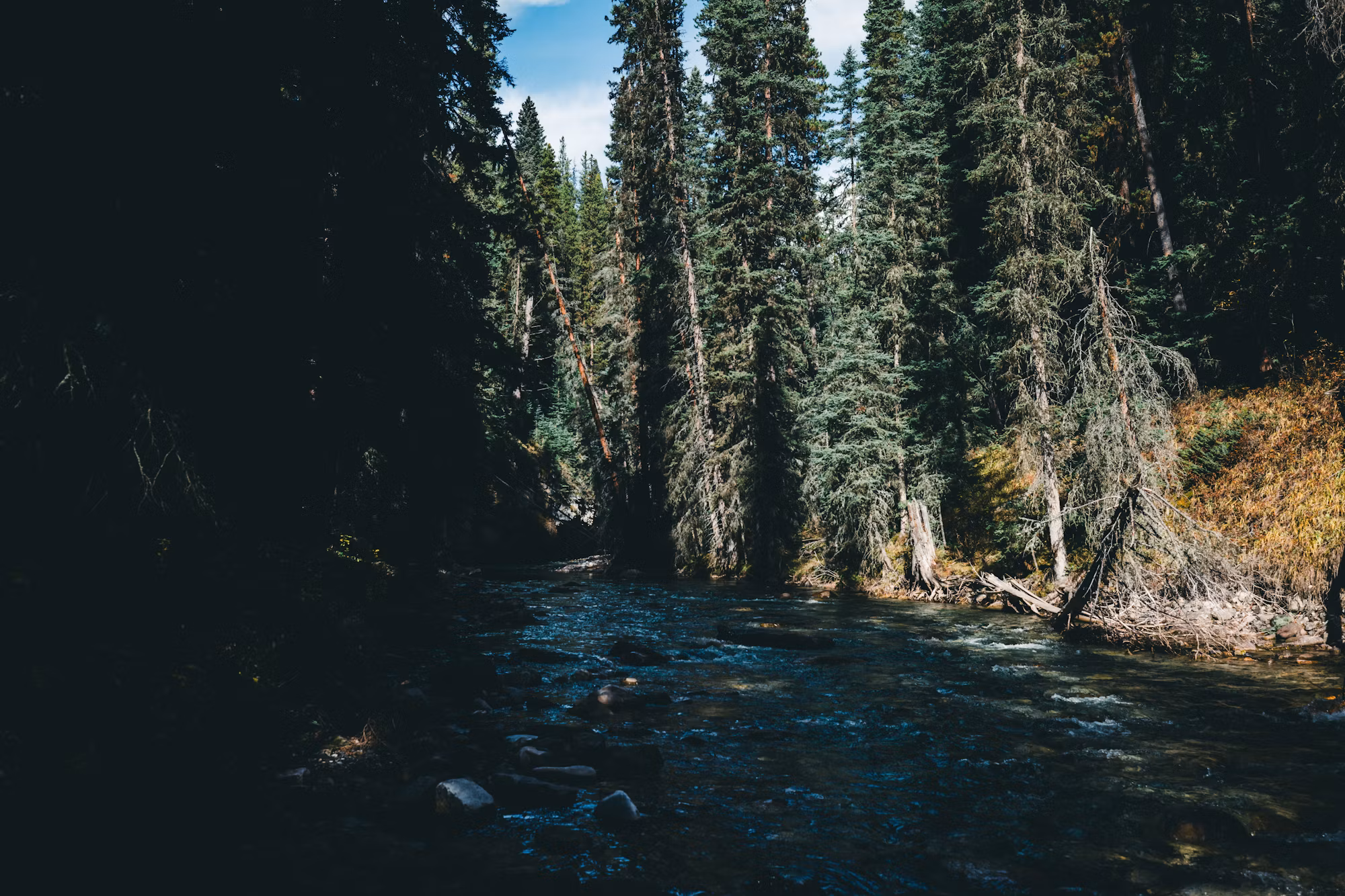 Exploring the World of Birdwatching: A Guide for Enthusiasts